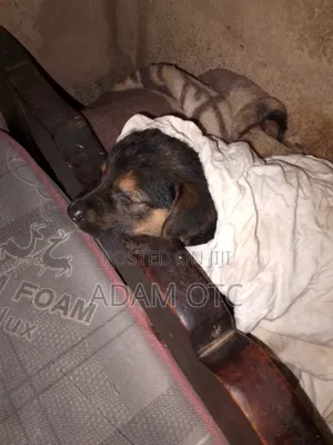 1-3 months Female Mixed Breed German Shepherd