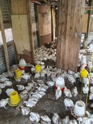 Chicken Broiler
