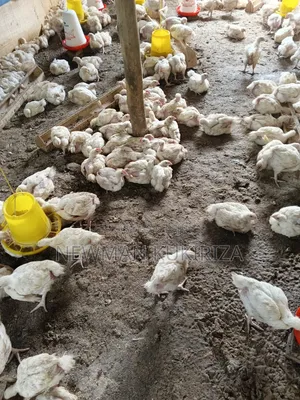 Chicken Broiler