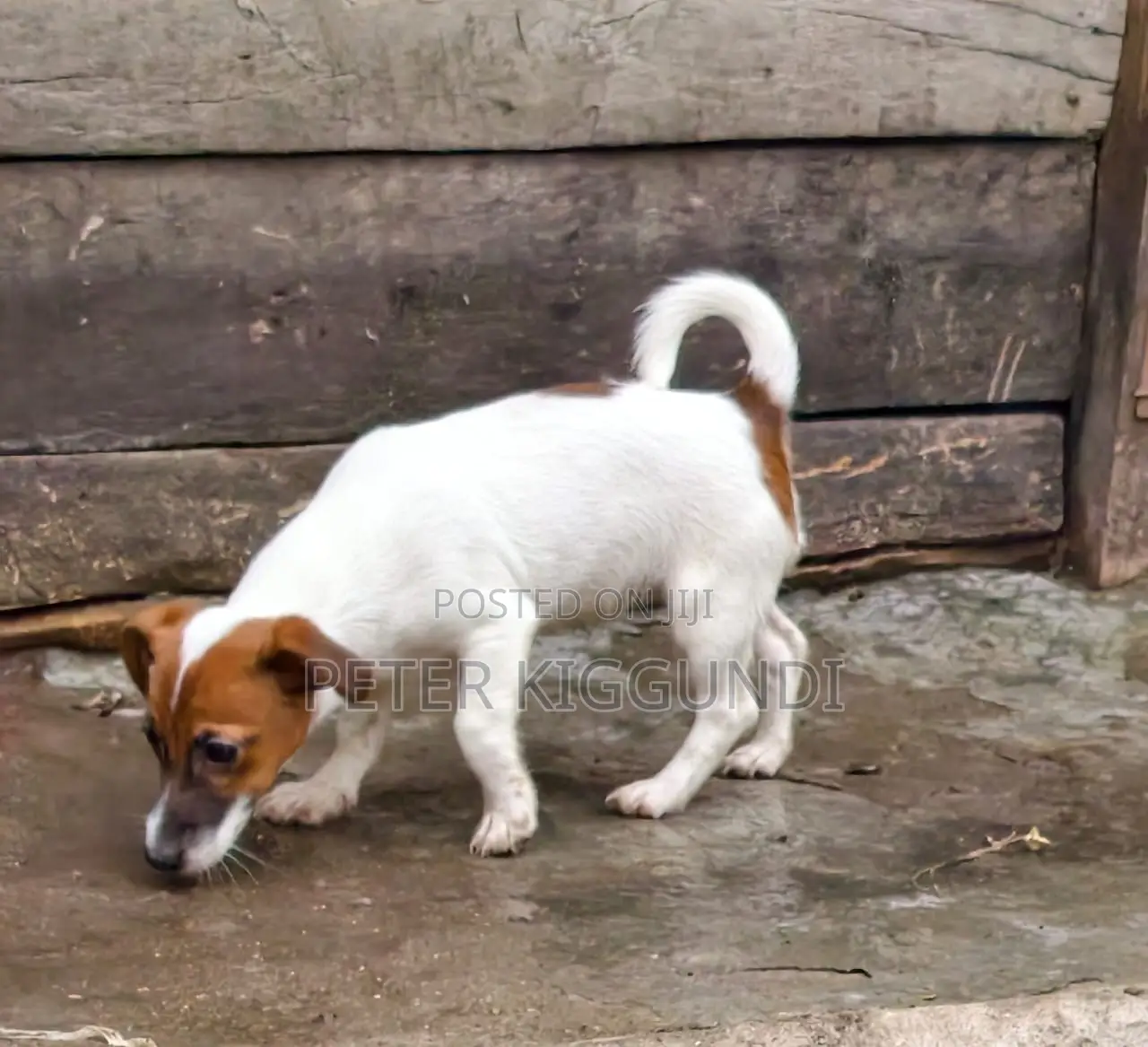 1-3 months Male Purebred Jack Russell Terrier
