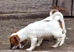 1-3 months Male Purebred Jack Russell Terrier