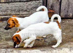 1-3 months Male Purebred Jack Russell Terrier