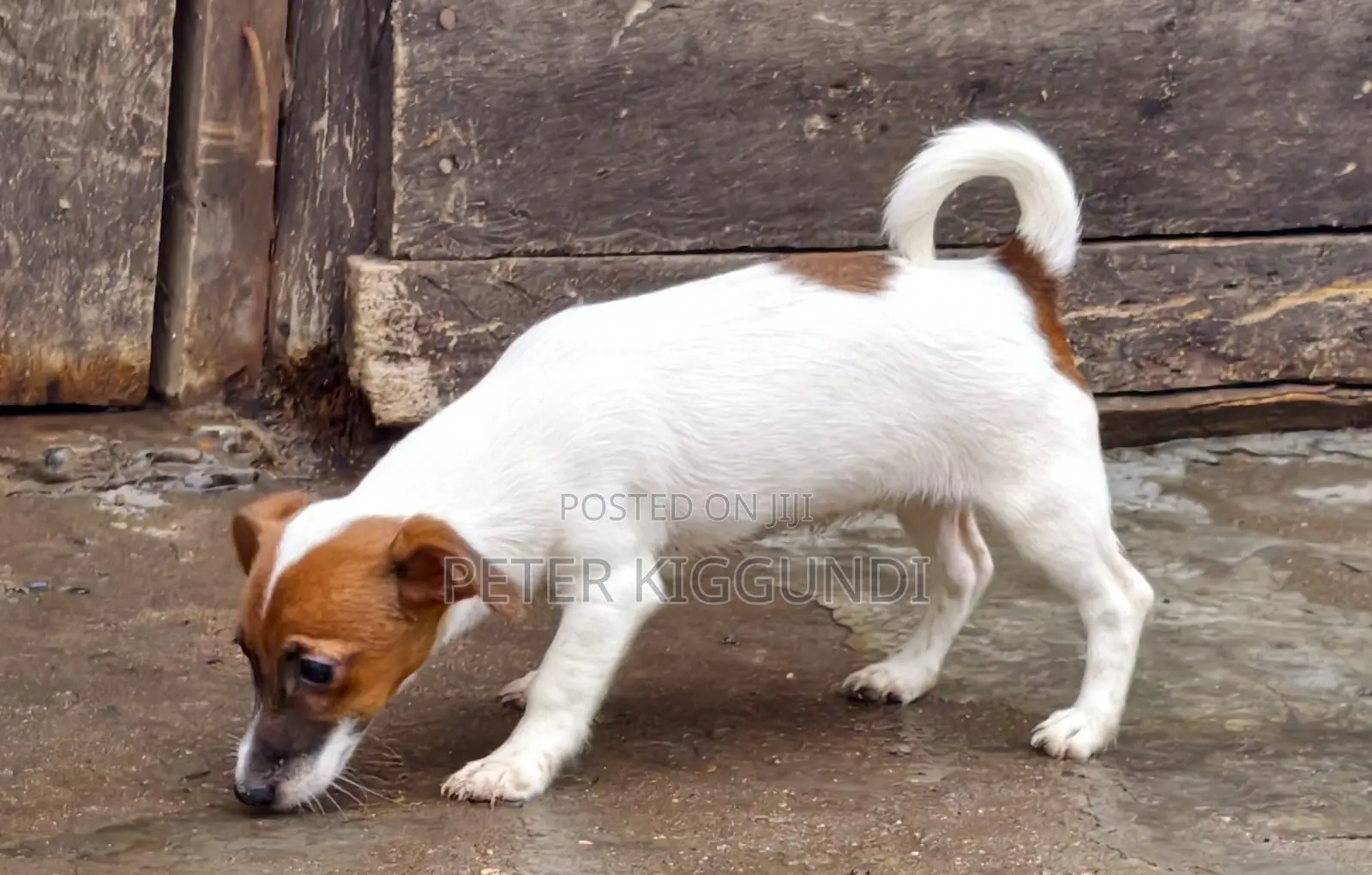 1-3 months Male Purebred Jack Russell Terrier