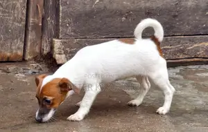 1-3 months Male Purebred Jack Russell Terrier