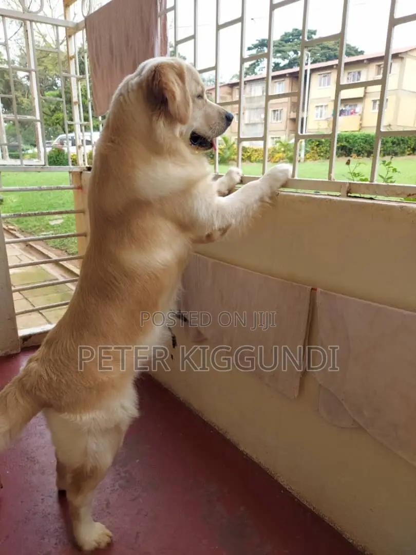 1-3 months Female Purebred Golden Retriever