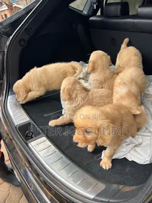 1-3 months Female Purebred Golden Retriever