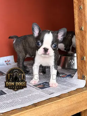 1-3 months Female Purebred Boston Terrier