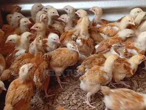 1 Month Old Sasso Birds