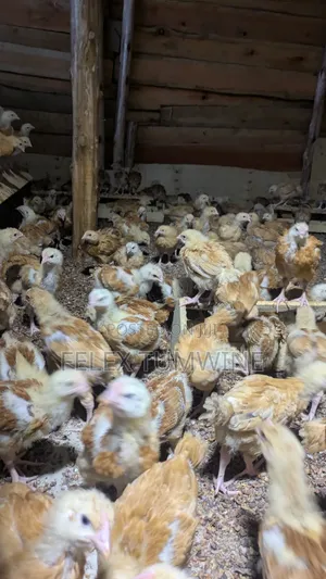 1 Month Old Sasso Birds