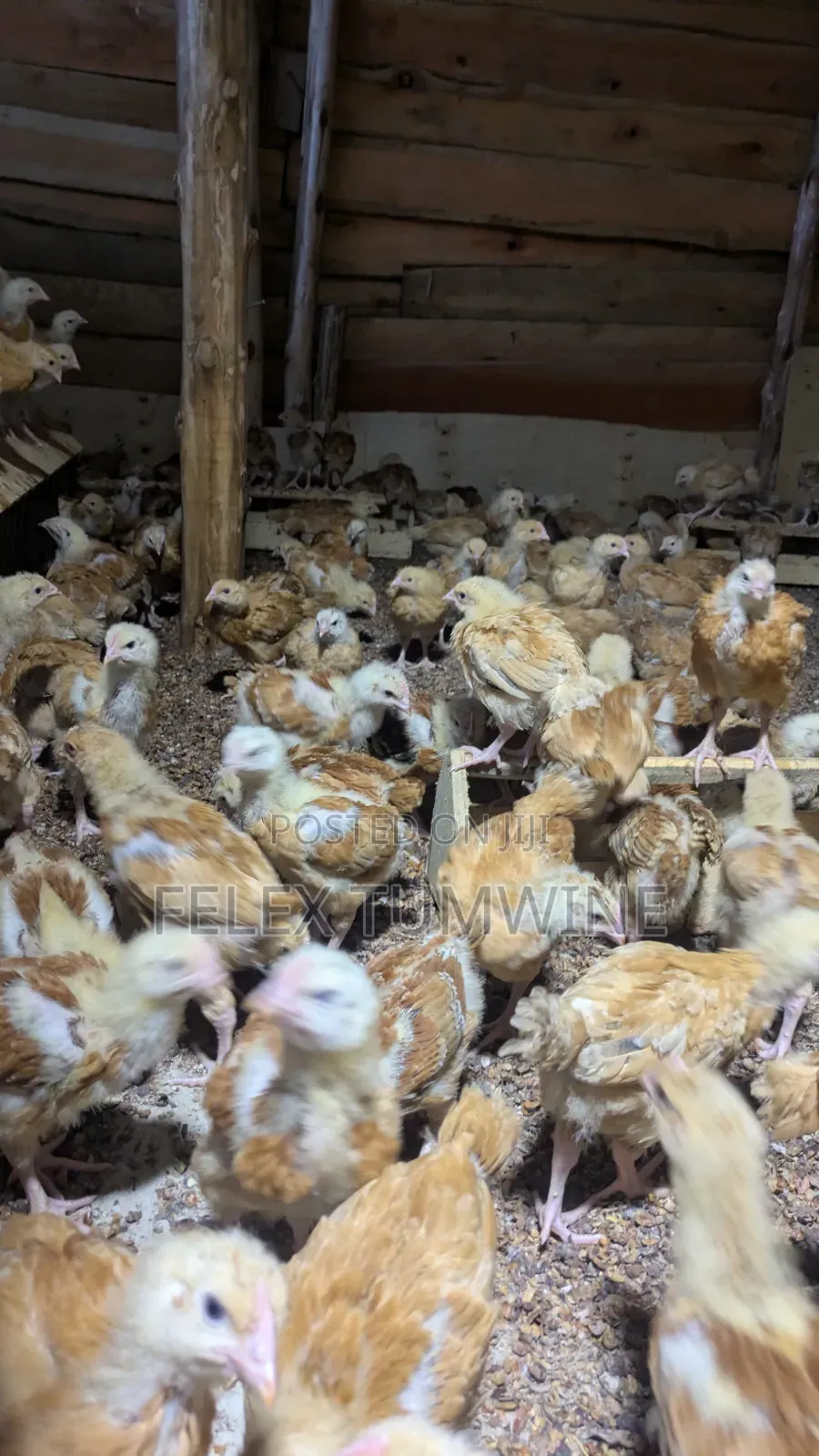 1 Month Old Sasso Birds