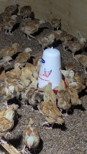 1 Month Old Sasso Birds