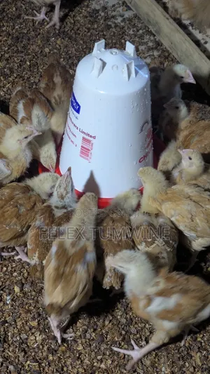 1 Month Old Sasso Birds
