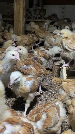 1 Month Old Sasso Birds