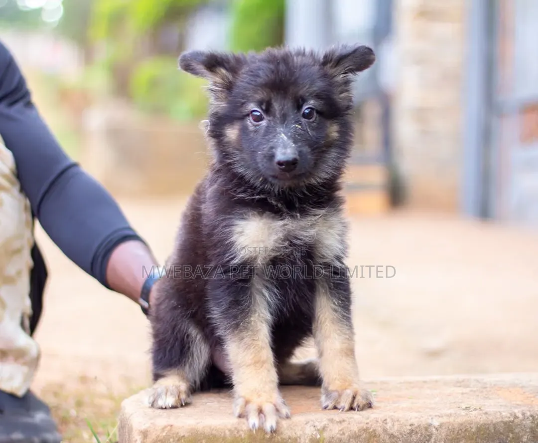 1-3 months Female Purebred German Shepherd