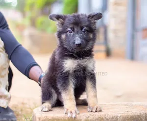 1-3 months Female Purebred German Shepherd