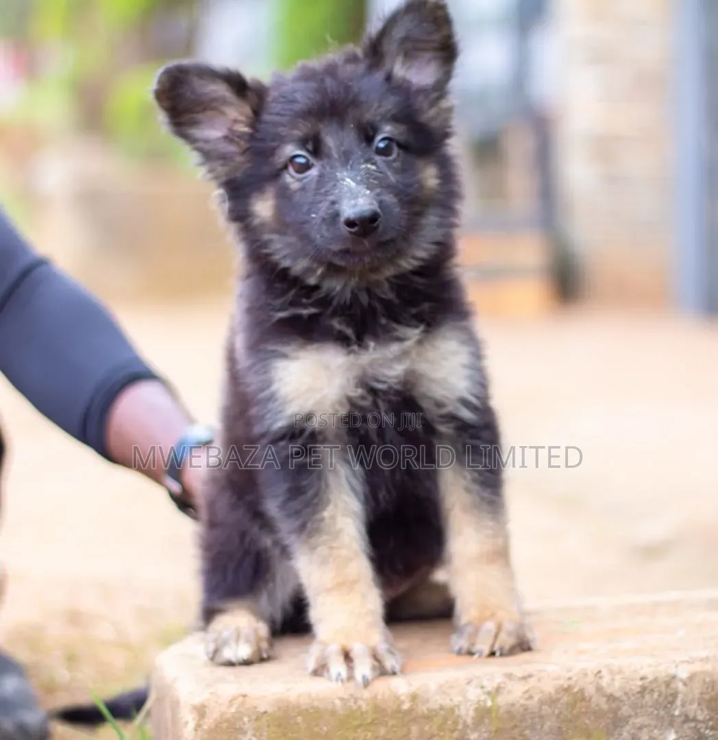 1-3 months Female Purebred German Shepherd