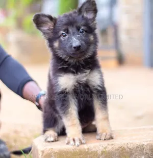1-3 months Female Purebred German Shepherd