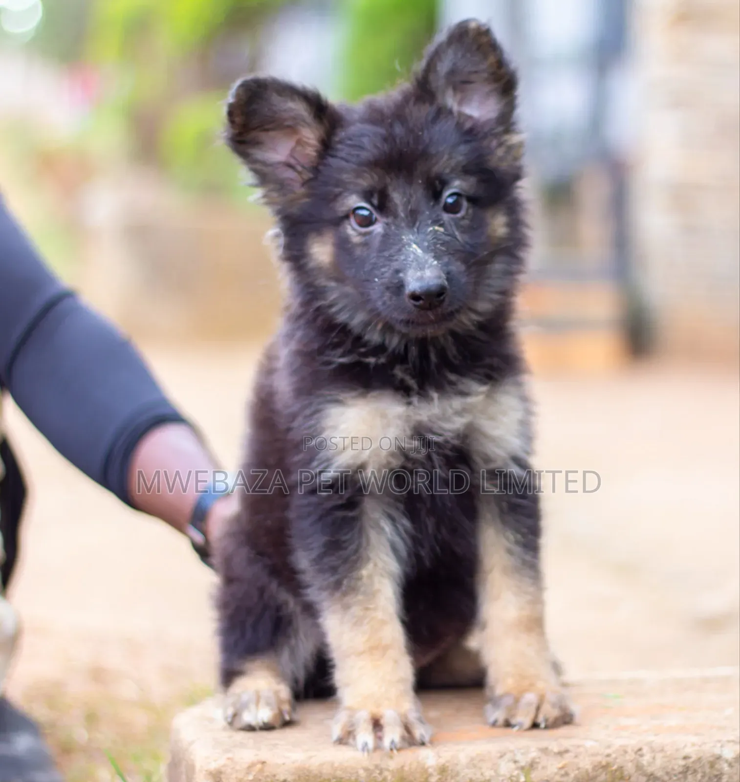 1-3 months Female Purebred German Shepherd