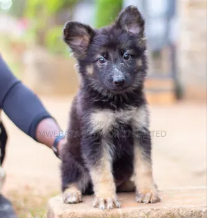 1-3 months Female Purebred German Shepherd