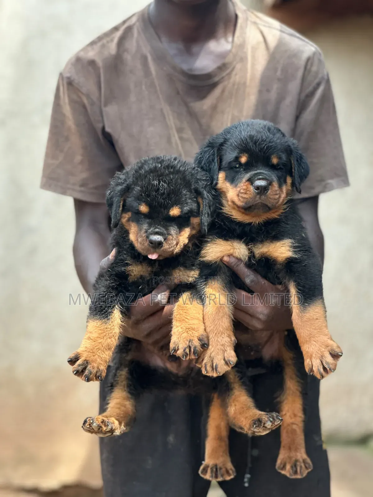 1-3 months Male Purebred Rottweiler