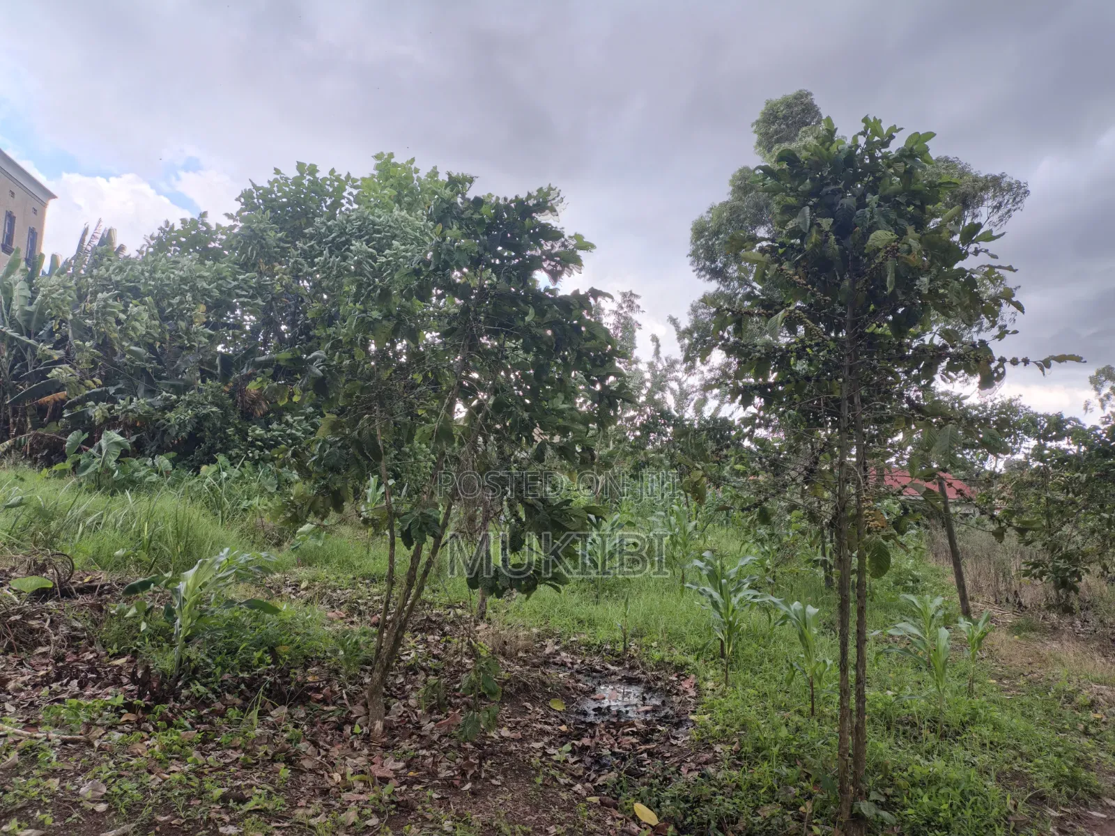 Property and Land