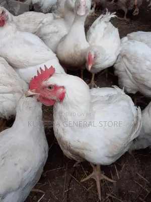 Broiler Chickens