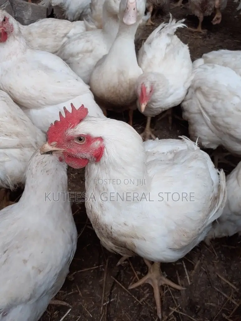 Broiler Chickens