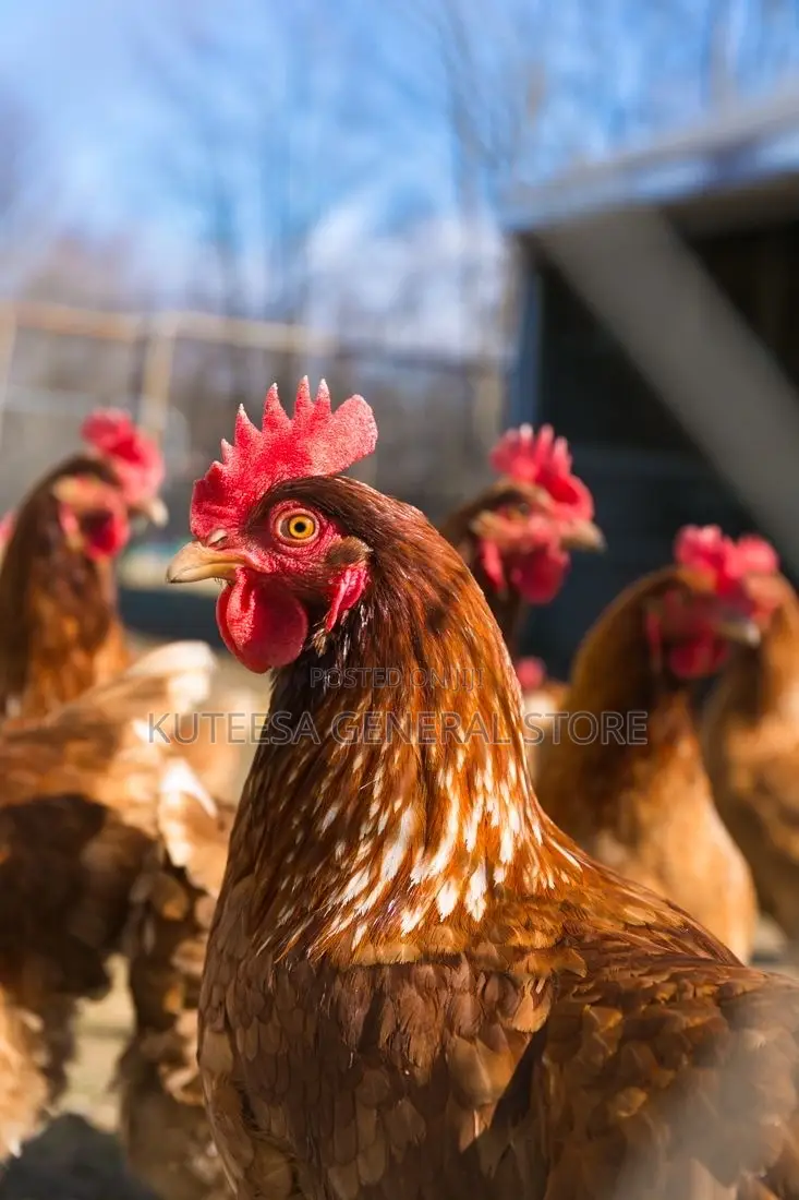 Broiler Chickens