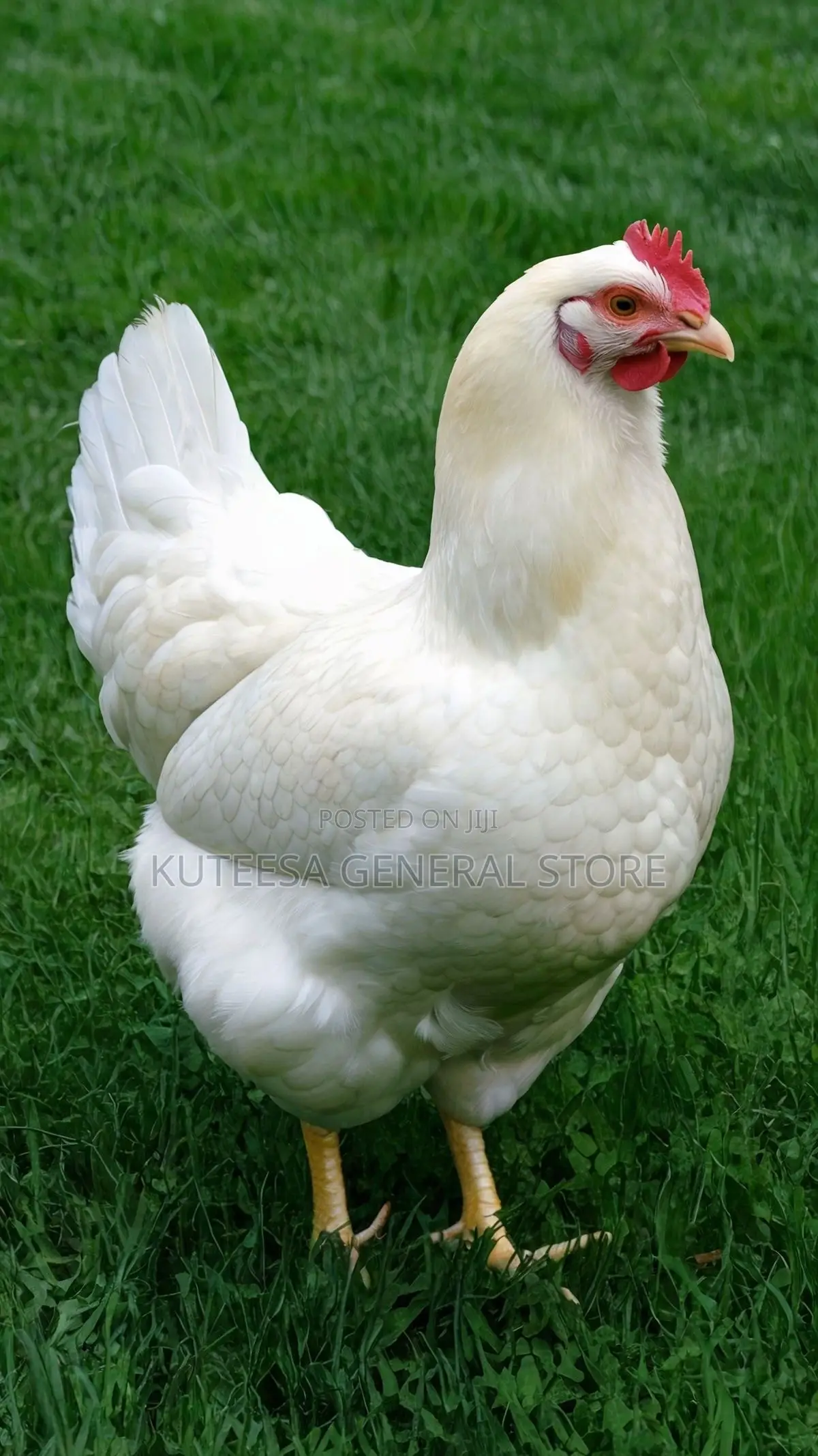 Broiler Chickens