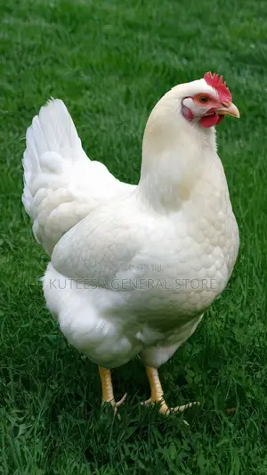 Broiler Chickens