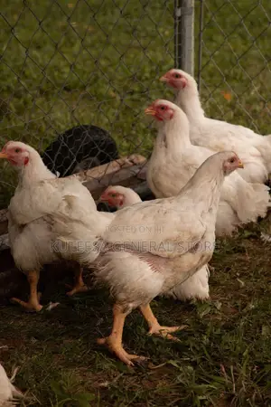 Broiler Chickens