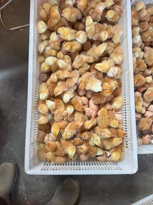 All Types of Chicks Are Available at Affordable Price