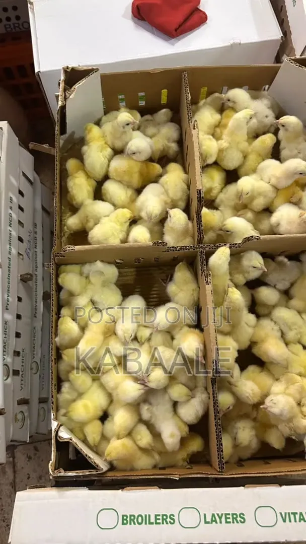 All Types of Chicks Are Available at Affordable Price