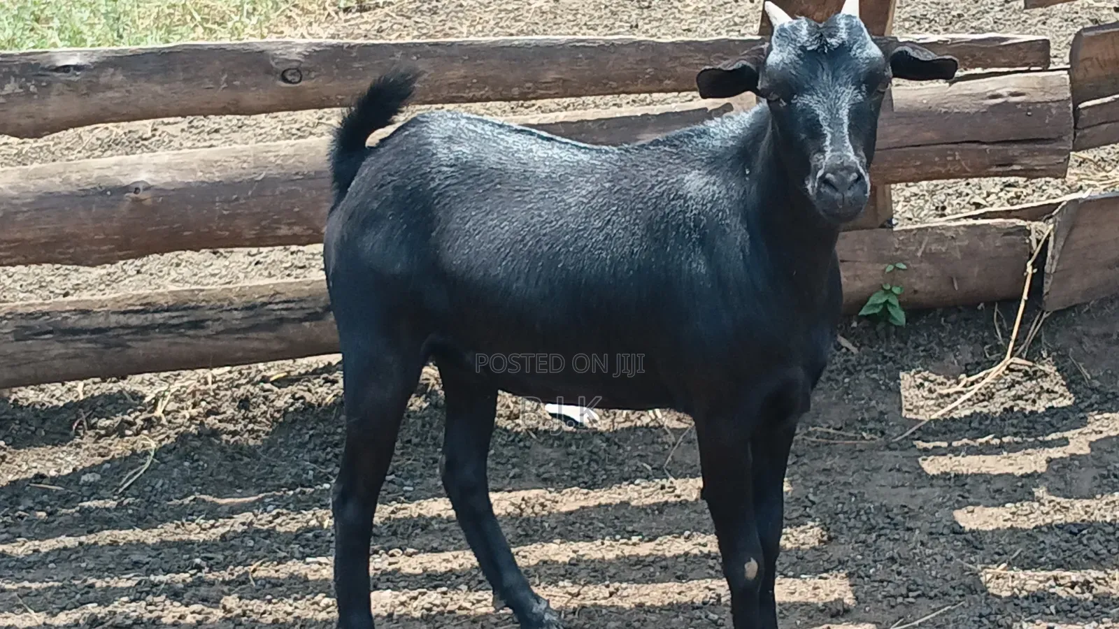 Mubende Goats