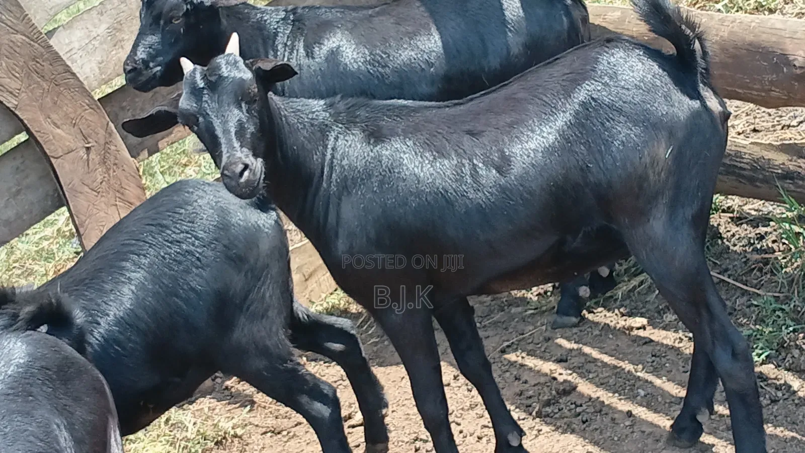Mubende Goats