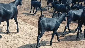 Mubende Goats