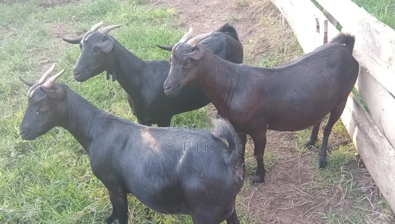 Mubende Goat