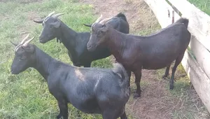 Mubende Goat