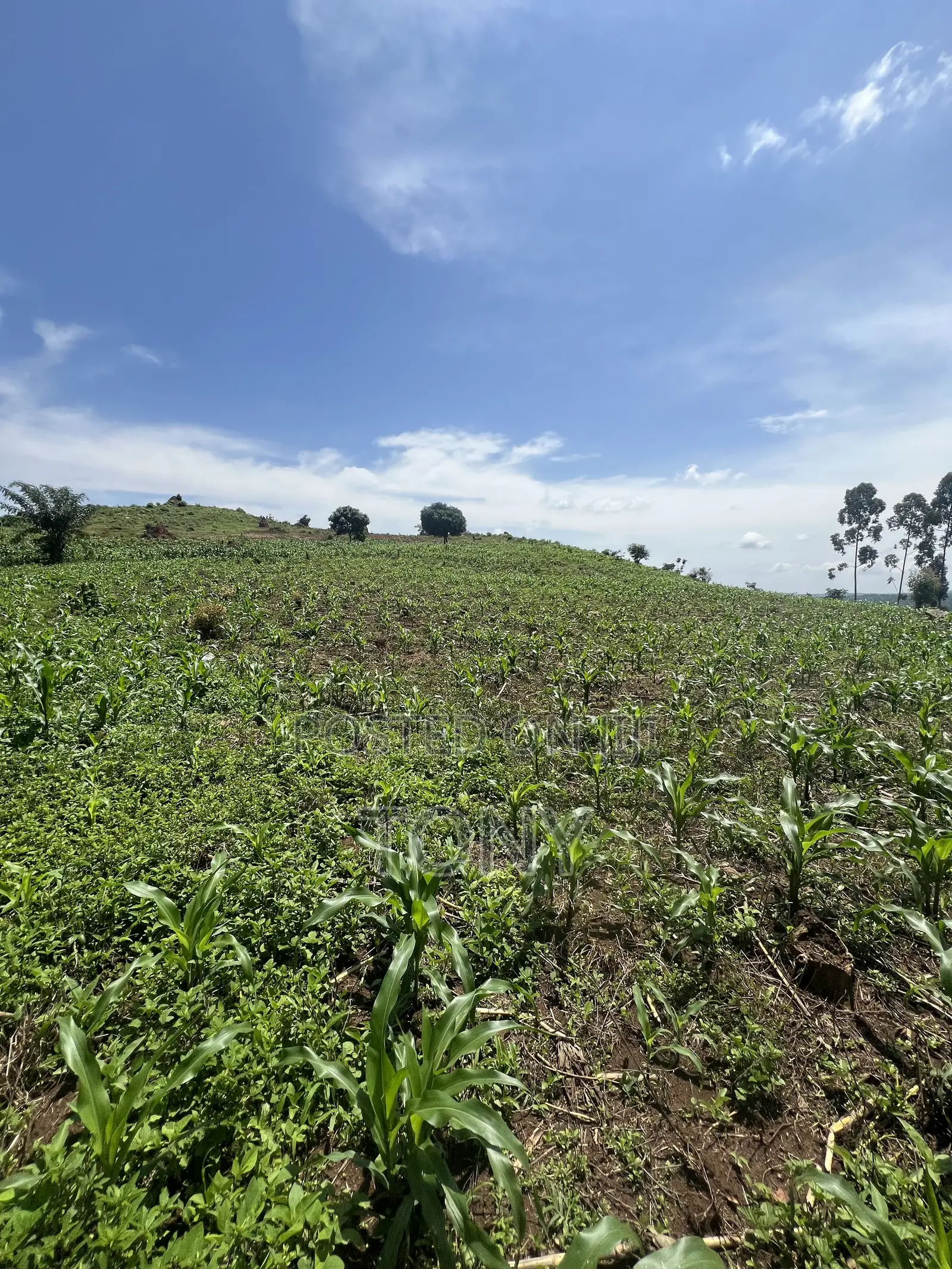 Ready Title 12 Acres 20m Per Acre