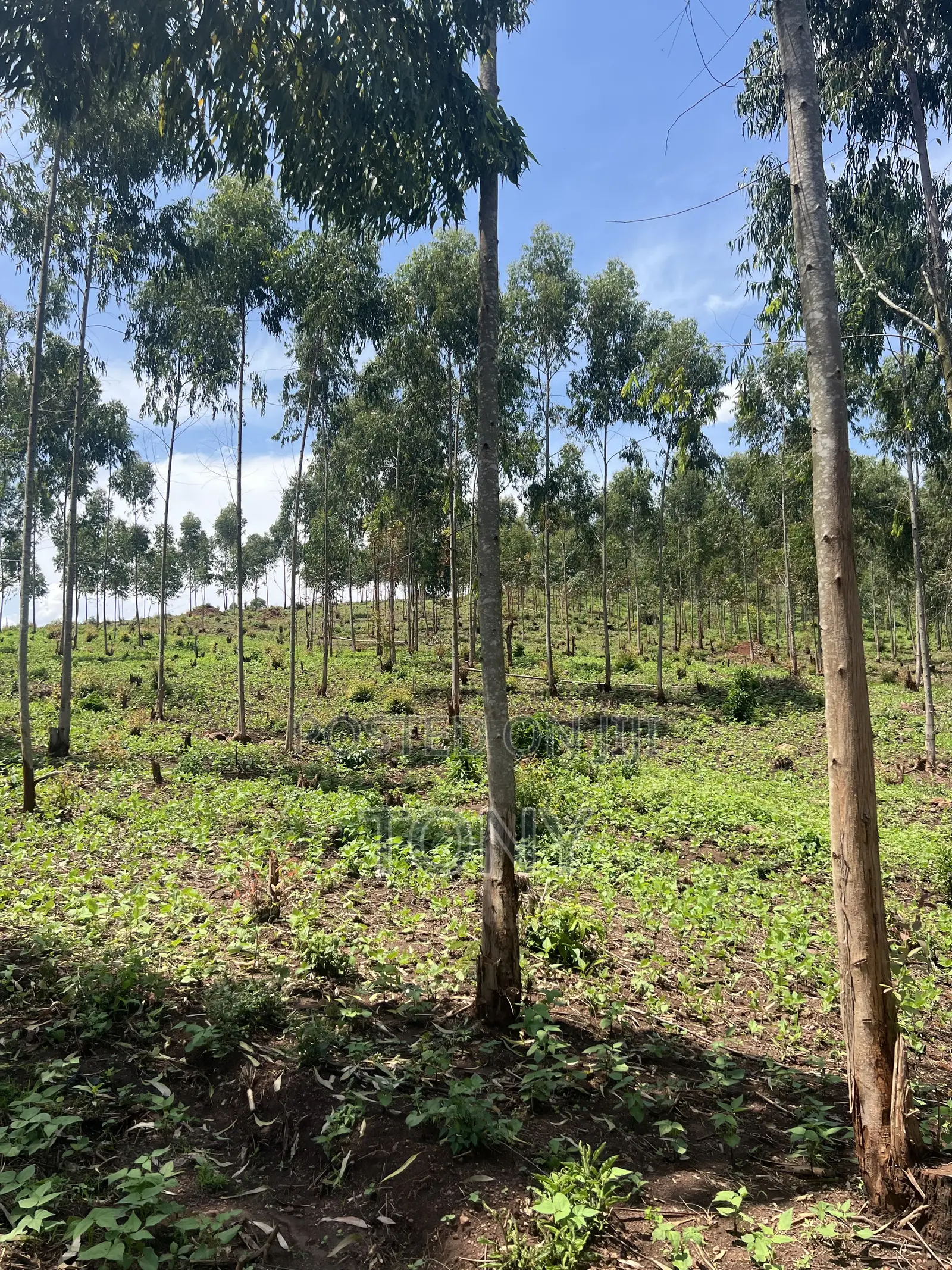 Ready Title 12 Acres 20m Per Acre