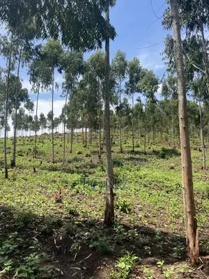 Ready Title 12 Acres 20m Per Acre