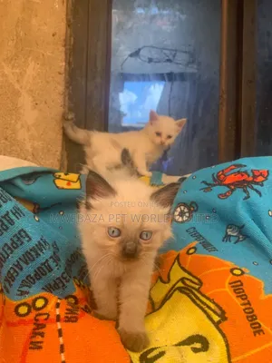 1-3 months Male Purebred Ragdoll