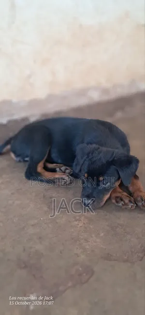 1-3 months Male Purebred Rottweiler