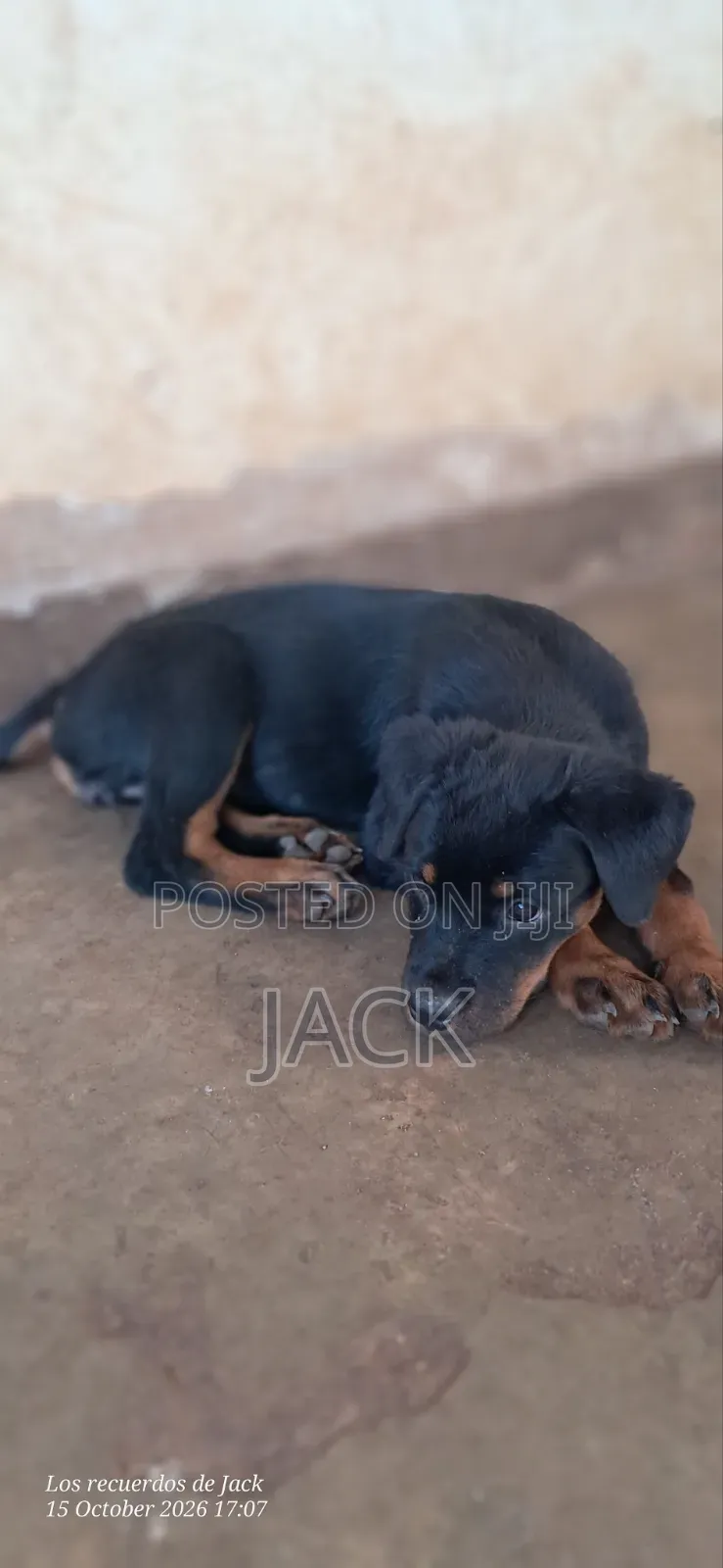 1-3 months Male Purebred Rottweiler