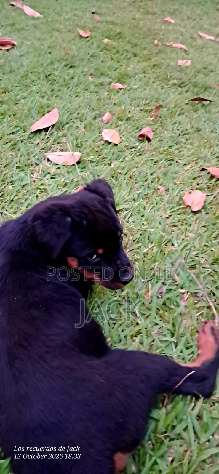 1-3 months Male Purebred Rottweiler