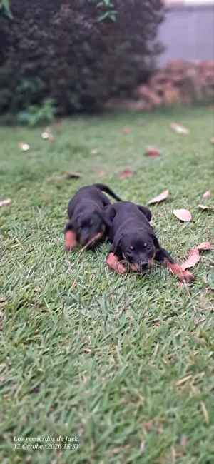 1-3 months Male Purebred Rottweiler
