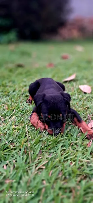 1-3 months Male Purebred Rottweiler