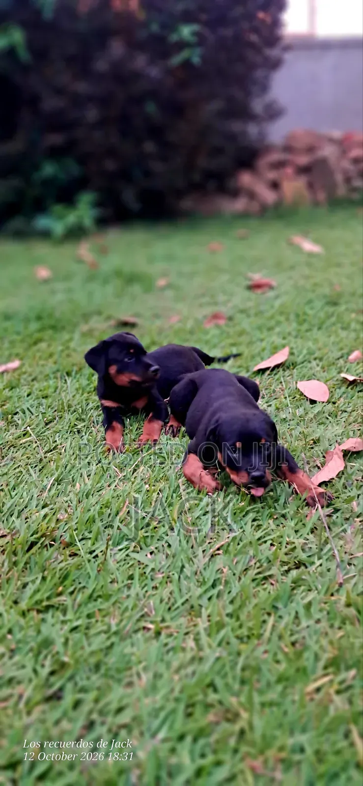 1-3 months Male Purebred Rottweiler