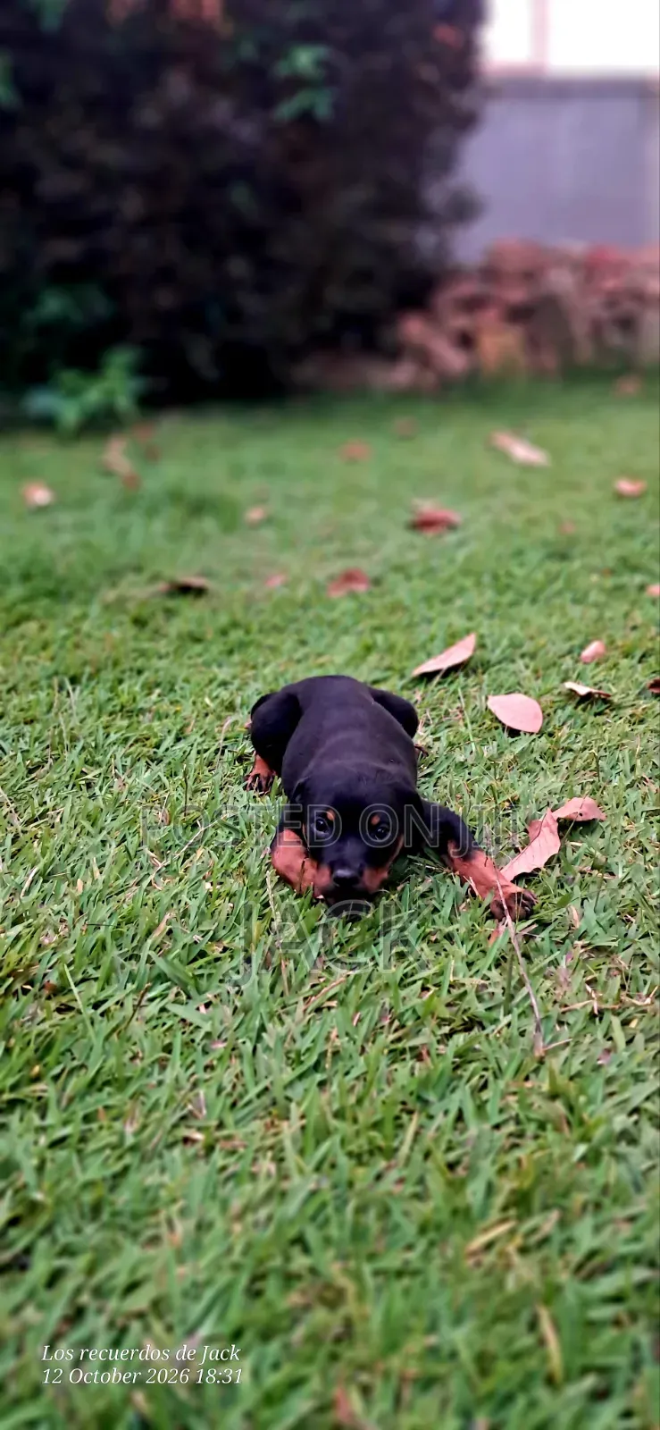 1-3 months Male Purebred Rottweiler
