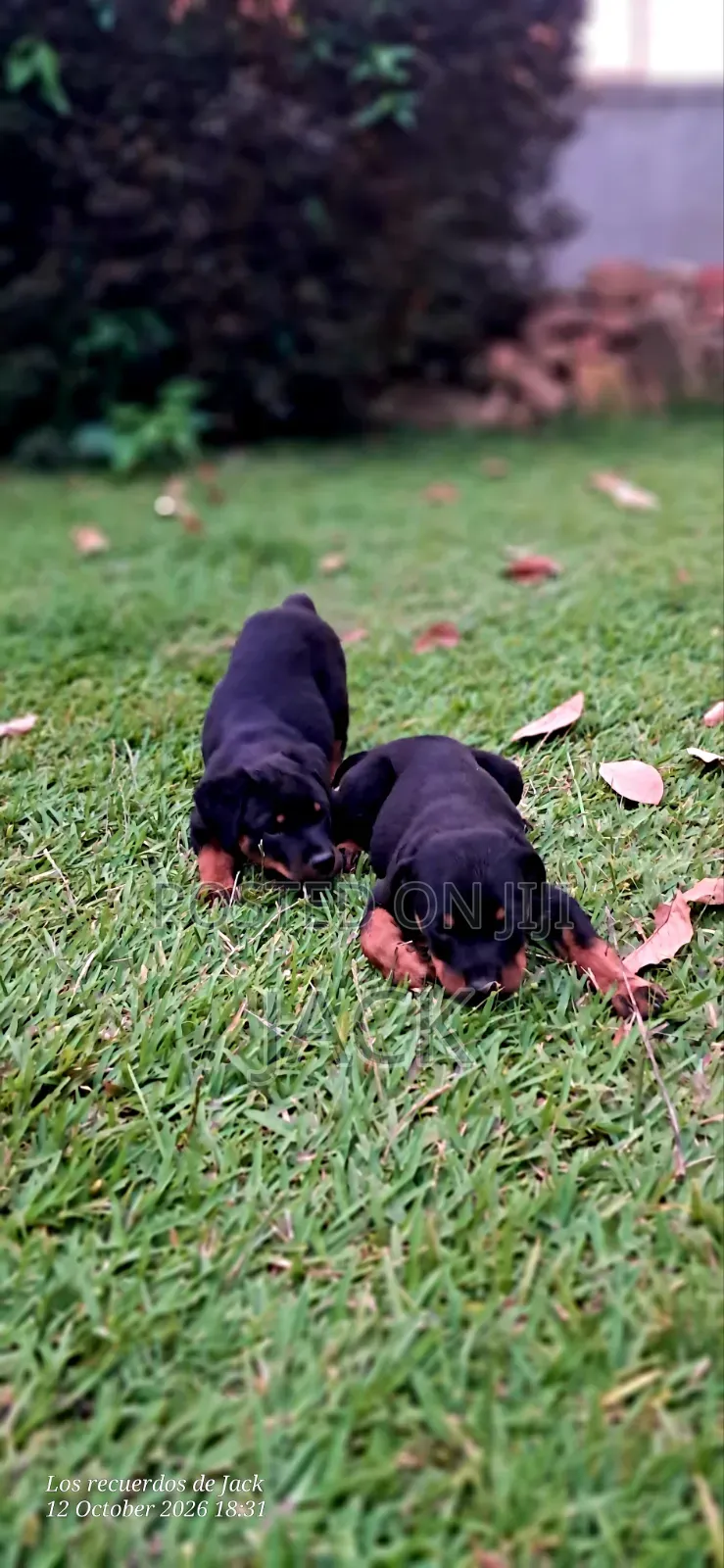 1-3 months Male Purebred Rottweiler